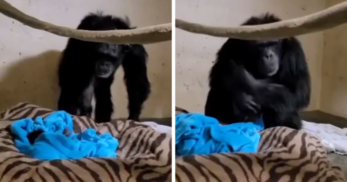 Chimpanzee Has Emotional Reunion With Baby After Being Separated For 2