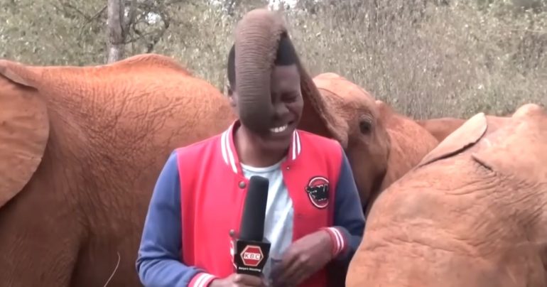 elephant-interrupts-reporter