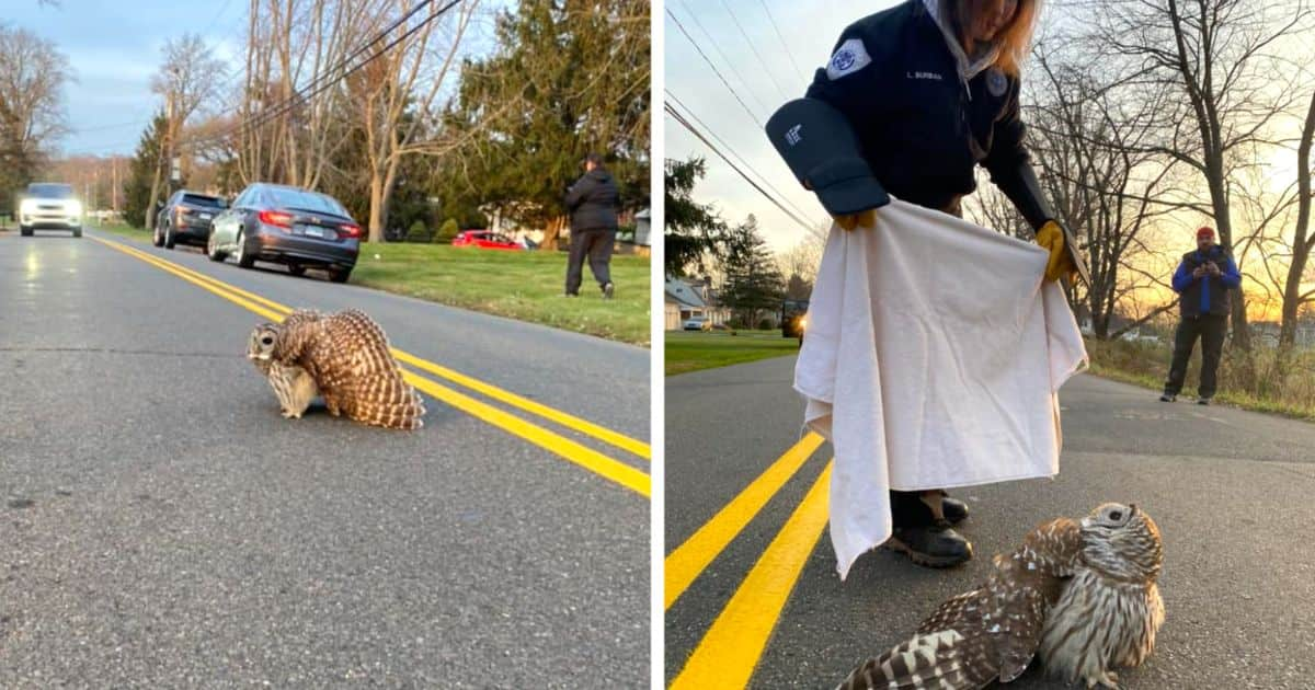 injured-owl-rescue