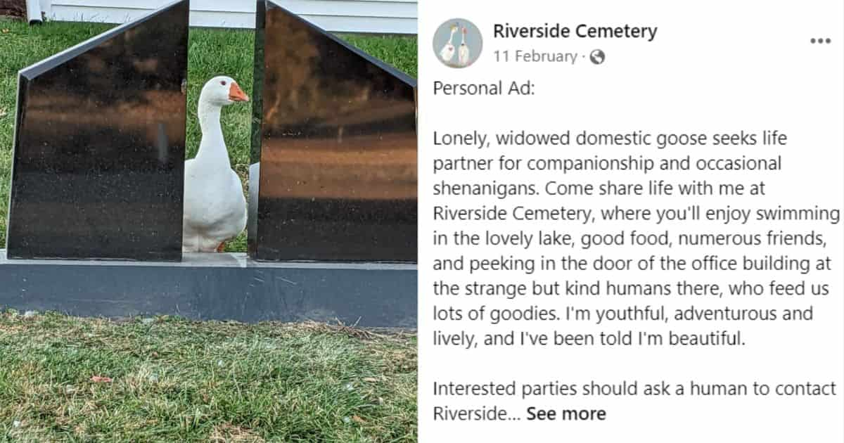 widowed goose