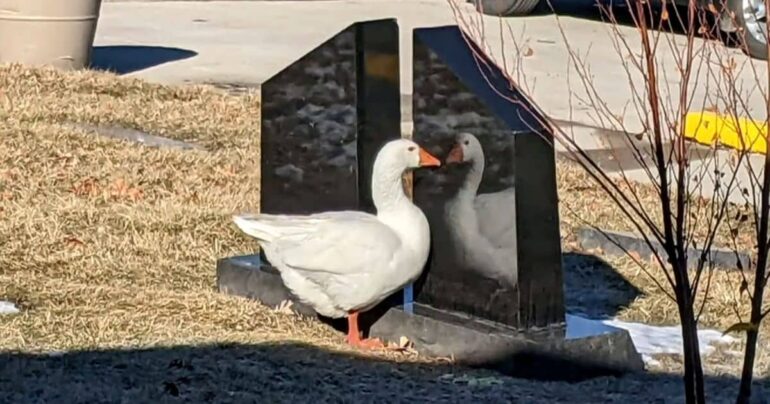 widowed-cemetery-goose
