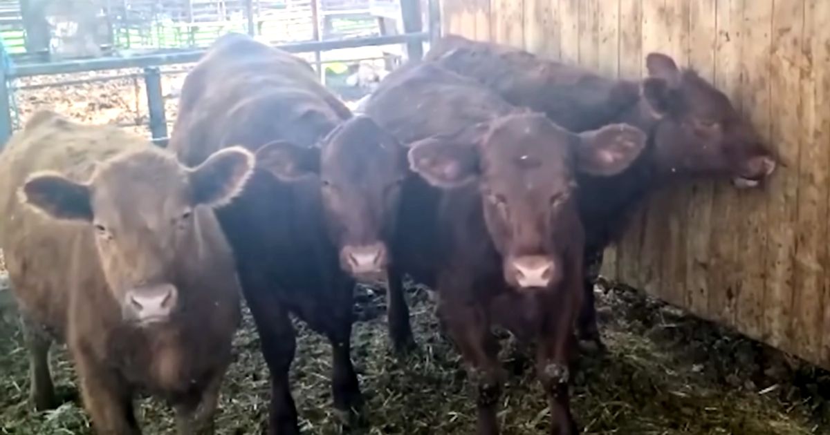 Prophetic Anticipation Mounts as Unblemished Red Heifers Approach Age