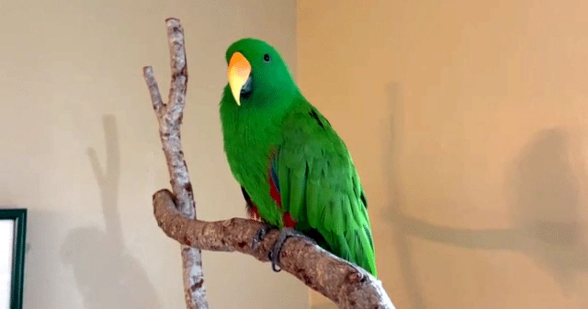 lost talking parrot