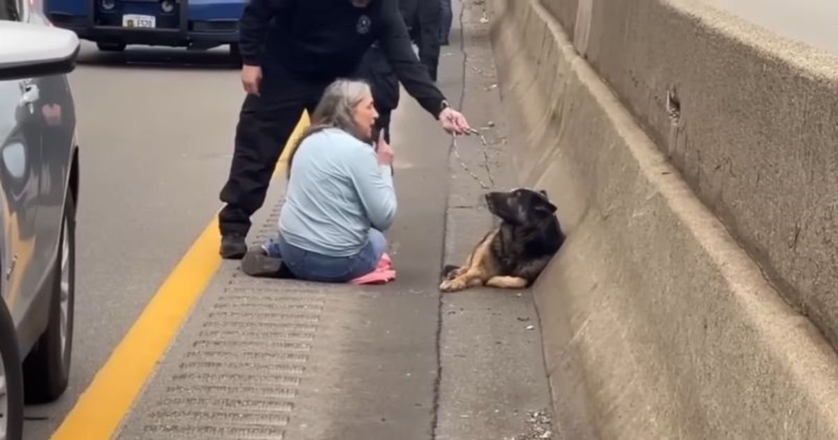 dog found on highway