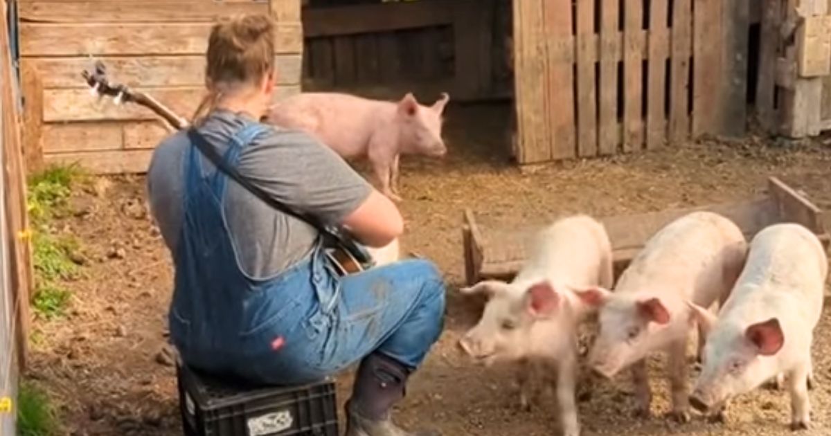 woman playing banjo for pigs