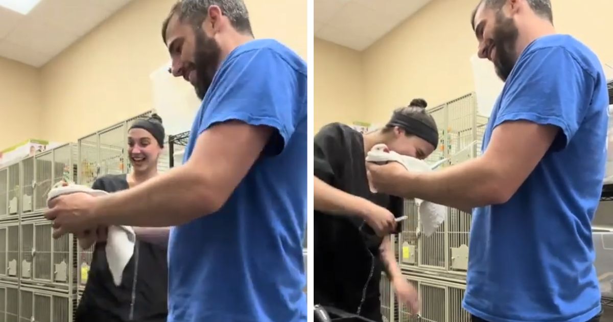 laughing parrot at vet