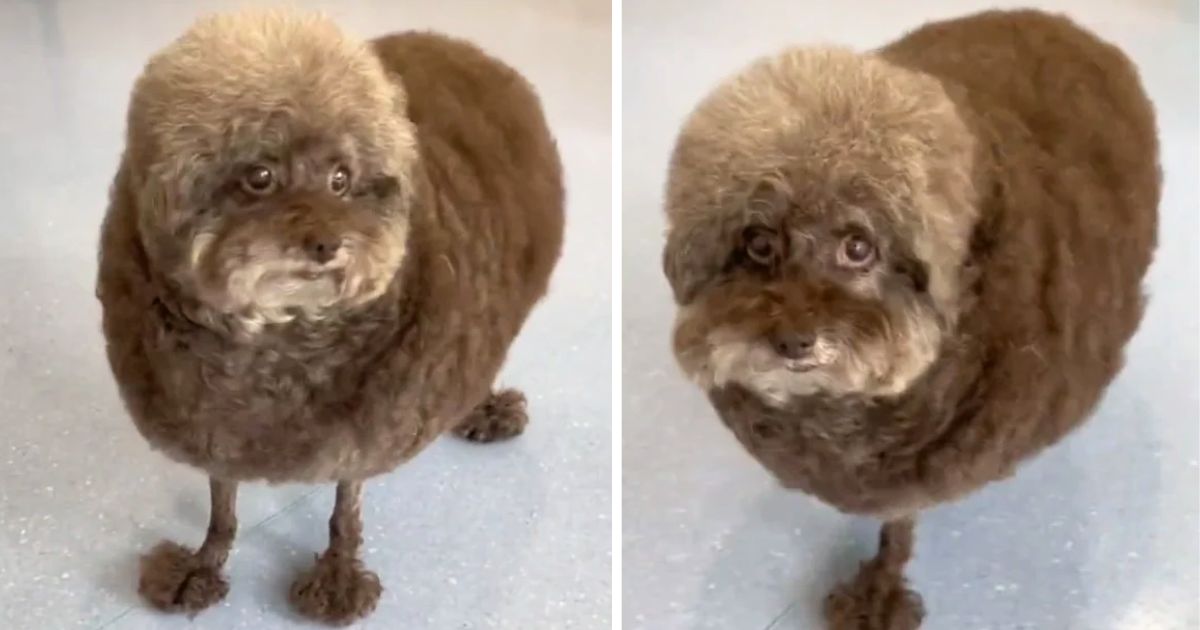 dog grooming gone wrong