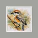 أشول هيضه ونداء الربيع – Arabian Shrike Song of Spring