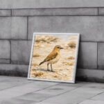 إمدقي الرمال – طائر الربيع في صمت الصحراء | Imdaqi of the Sands – Silent Spring Bird of Arabia