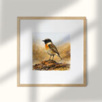 البريقش – طائر الربيع على صخور الصحراء | Rufous-tailed Rock Thrush – Desert Perched Spring Bird