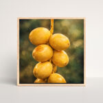 رُطَب البرحي تحت وهج الغروب – Royal Barhi Dates in Golden Sunset Glow
