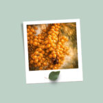 عناقيد الذهب المتلألئ – Radiant Clusters of Golden Rutab