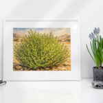 خضرة الشنان في قلب القفار – Green Shinan in the Heart of the Desert