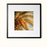 تناغم الرطب تحت شمس النخيل – Harmonious Dates Beneath the Golden Palm Light
