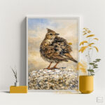 القُوبَعَة الريشية – أنشودة البراري الدافئة | Feathered Crested Lark – Whisper of the Wild Plains