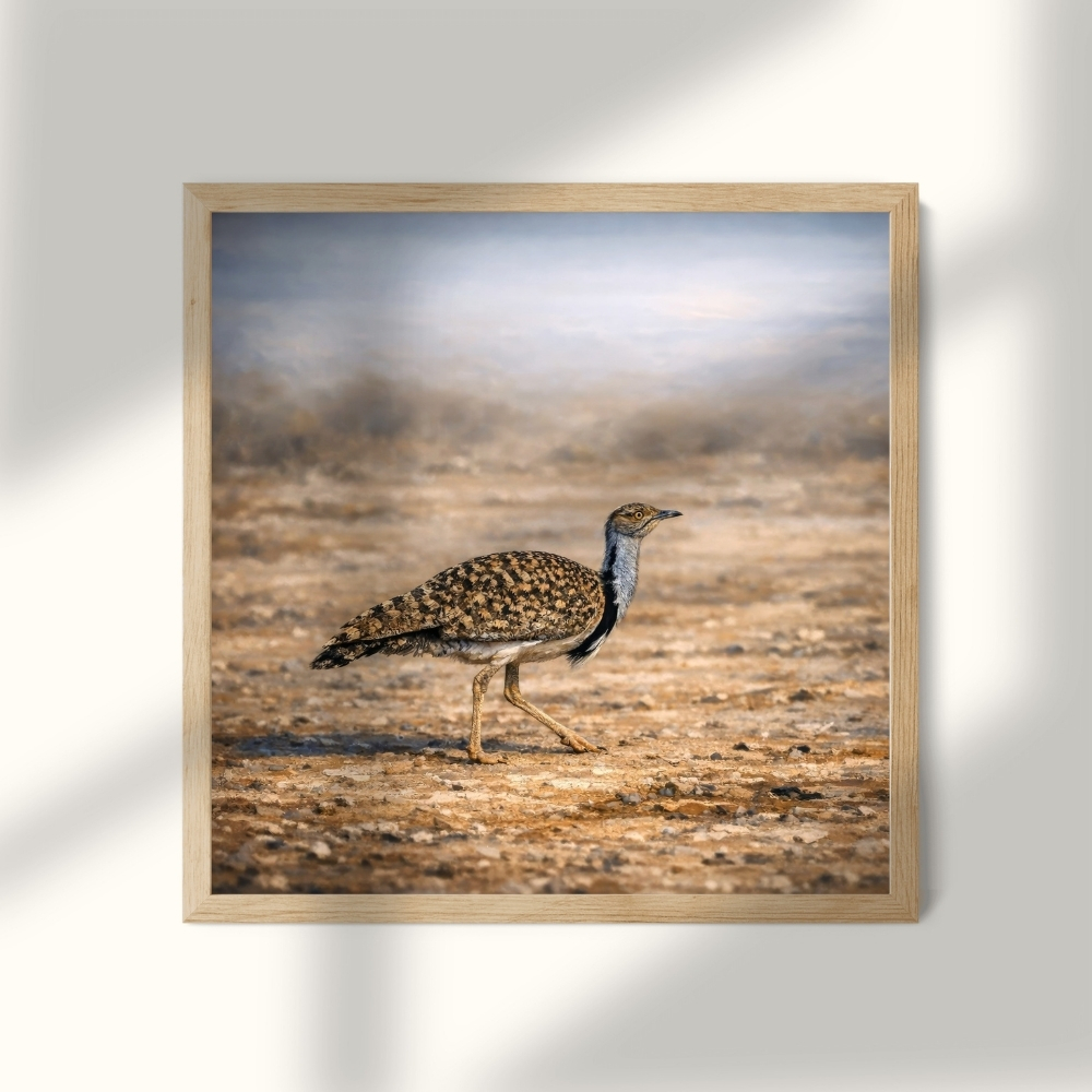 GCC 178-2025 الحبارى سيدة الصحراء – Arabian Bustard Majesty - Image 1