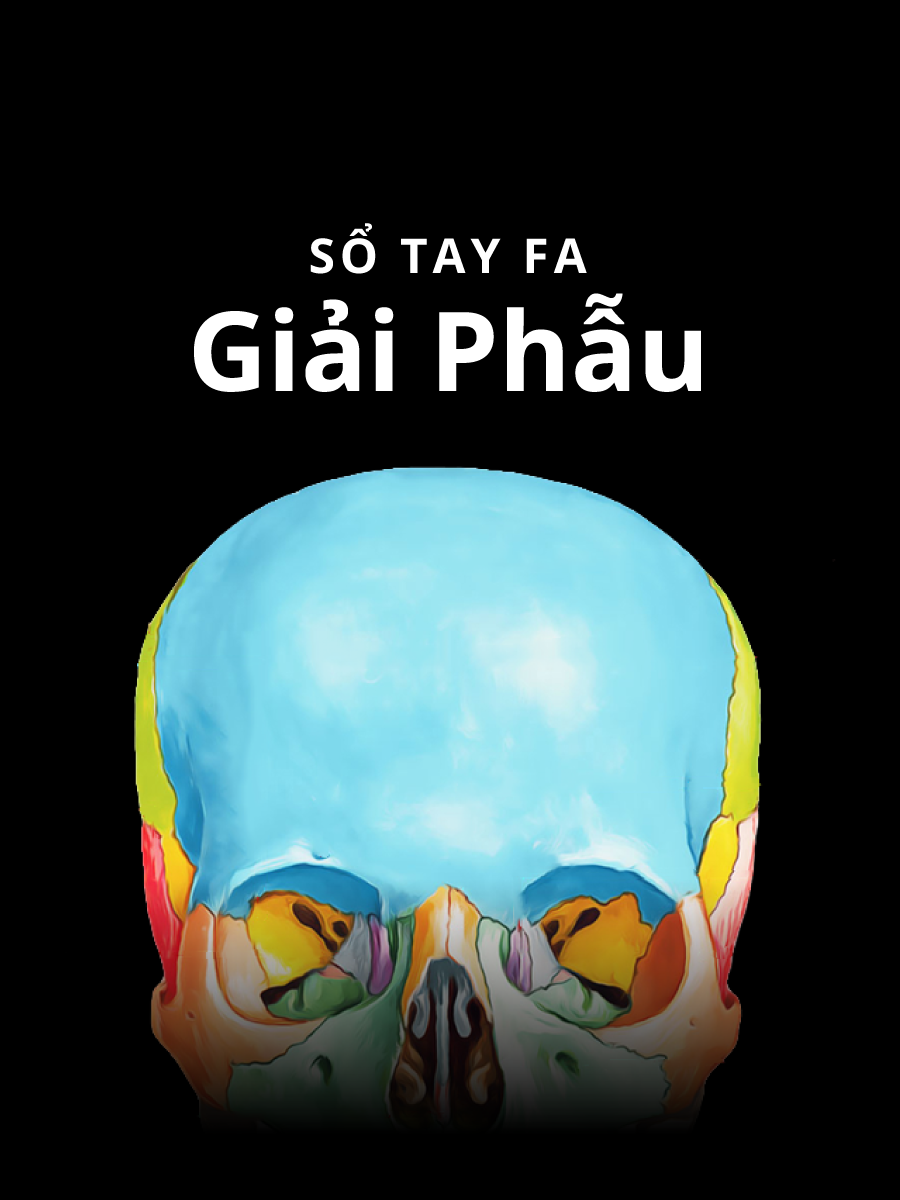 Giải Phẫu Netter