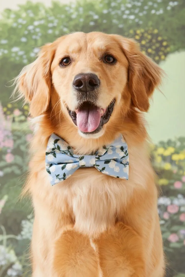 Pet Veil / Bowtie image 16
