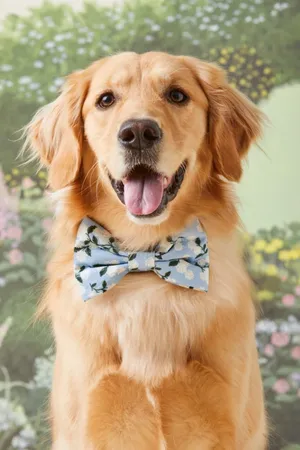 Pet Veil / Bowtie thumbnail 16