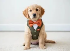 Pet Veil / Bowtie thumbnail 15