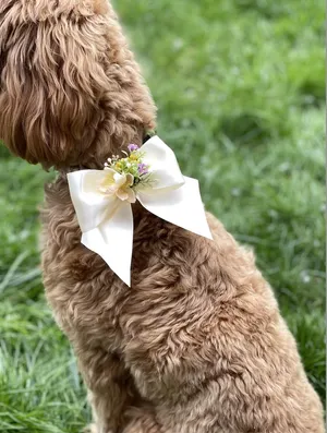 Pet Veil / Bowtie thumbnail 12