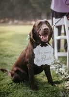 Pet Veil / Bowtie thumbnail 6