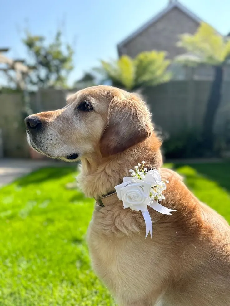 Pet Veil / Bowtie image 10