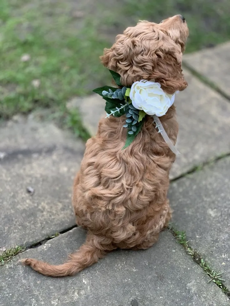 Pet Veil / Bowtie image 3