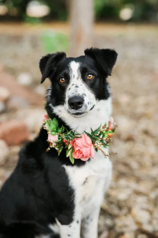 Pet Veil / Bowtie image 8