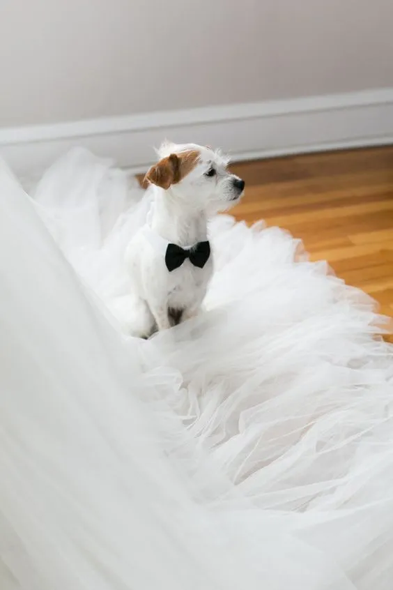 Pet Veil / Bowtie