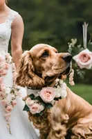 Pet Veil / Bowtie thumbnail 11