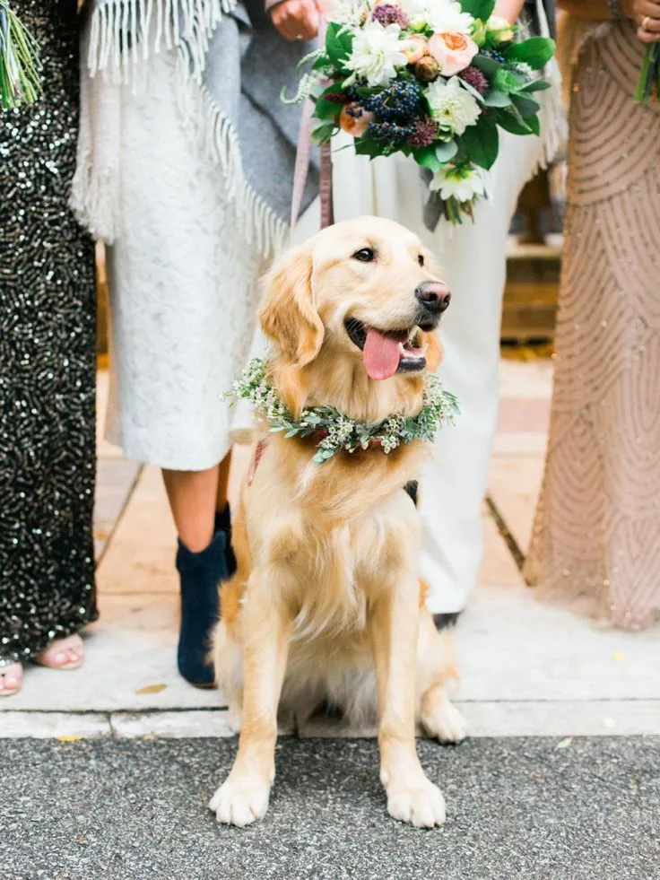 Pet Veil / Bowtie image 4