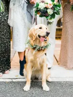 Pet Veil / Bowtie thumbnail 4