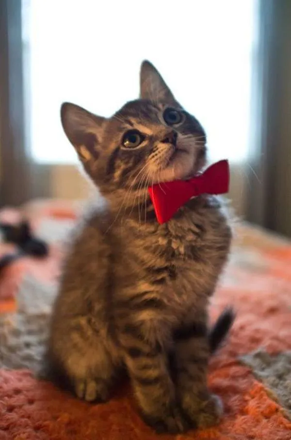 Pet Veil / Bowtie image 2