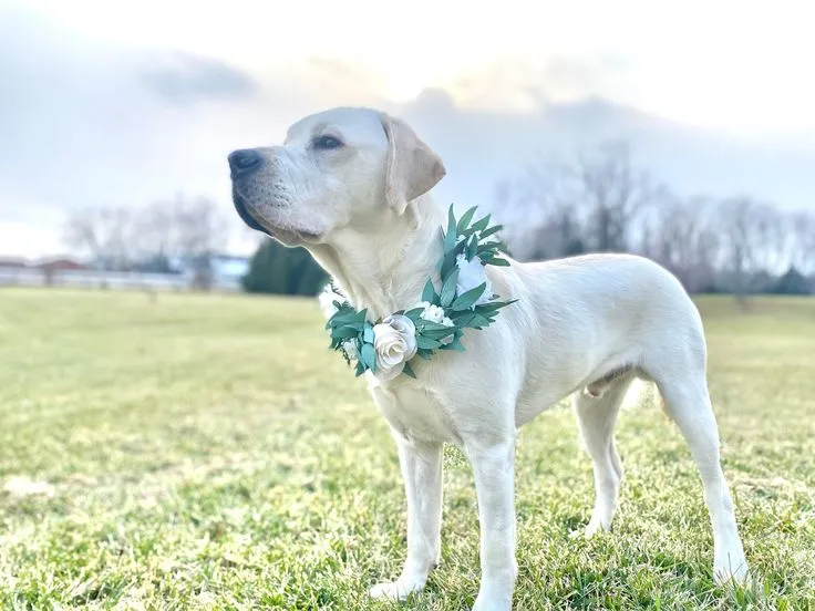 Pet Veil / Bowtie image 9