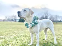 Pet Veil / Bowtie thumbnail 9