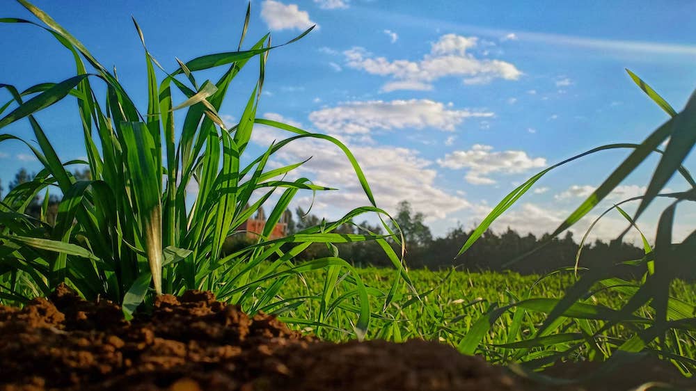 soil and plant scientist