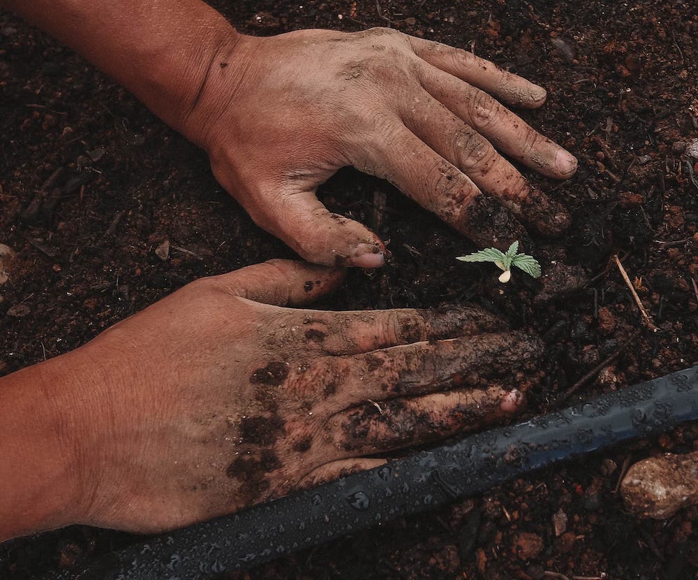 regenerative agriculture consultant