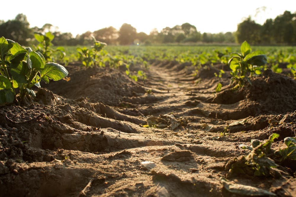 agricultural planning consultants near me