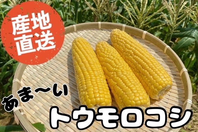 【朝採り】甘〜いトウモロコシ
6月下旬から7月中旬まで!