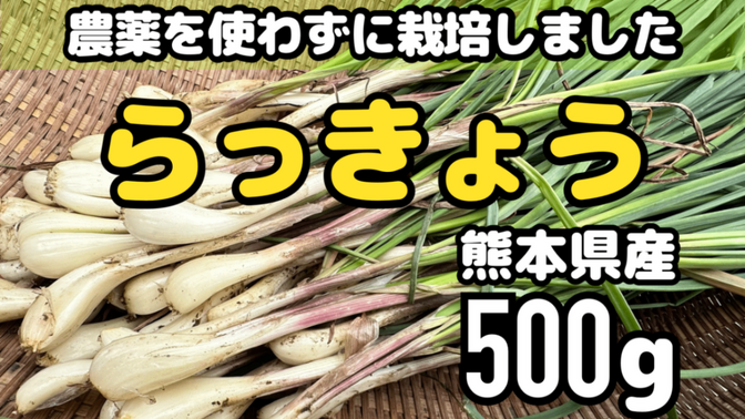 熊本県産 朝採り 新鮮らっきょう 500g 農薬を使わずに栽培しました
