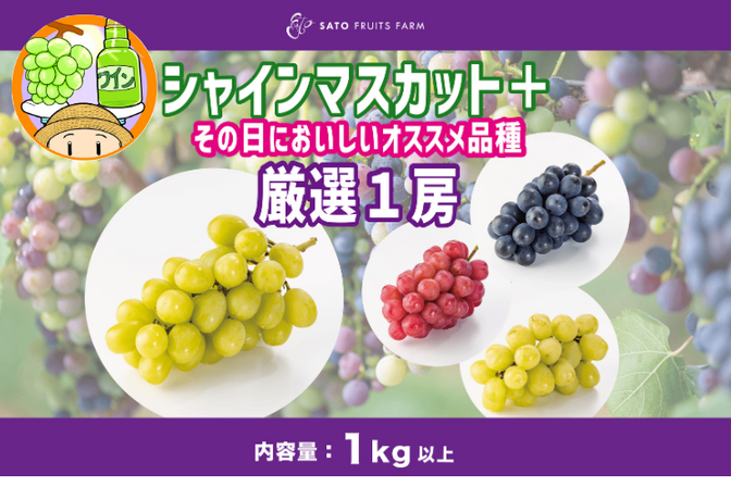 【定番&厳選品種!】シャインマスカット+その日においしいオススメ品種厳選1房 合計2房