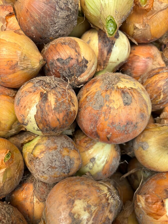【無農薬栽培】とれたての玉ねぎ5kg (Mサイズ)