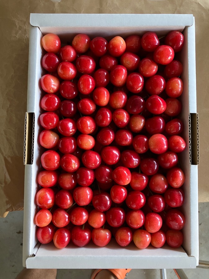 【サクランボ🍒】販売開始しました‼️　昨年ご好評いただきました最高品質のサクランボ🍒が今年も登場！
