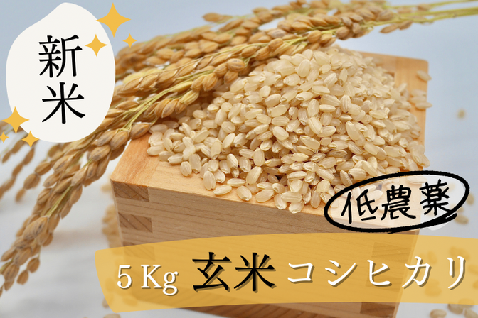 【新米】【一等米】【静岡県産】農薬低濃度(基準値の1/5) 玄米 コシヒカリ 5kg