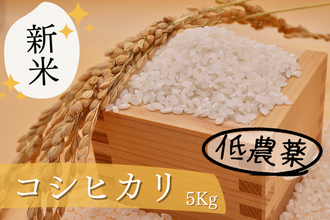【新米】【一等米】農薬低濃度(基準値の1/5)コシヒカリ 白米 5kg