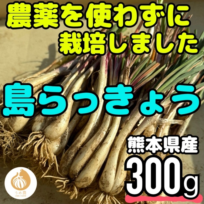 【安全・新鮮!!】熊本県産 朝採り 島らっきょう 300g 栽培期間中農薬不使用