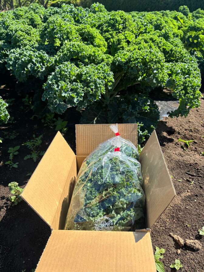 栄養価バツグン!野菜の王様”ケール”
サラダケールなのでクセなし!クール便でお届けします