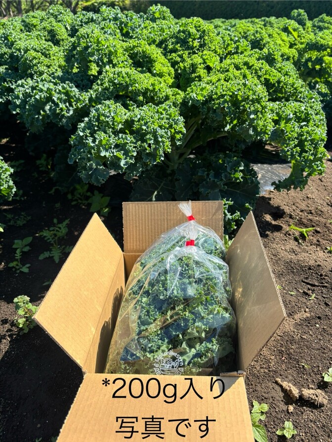 ☆増量版☆
栄養価バツグン!野菜の王様”ケール” サラダケールなのでクセなし!クール便でお届けします