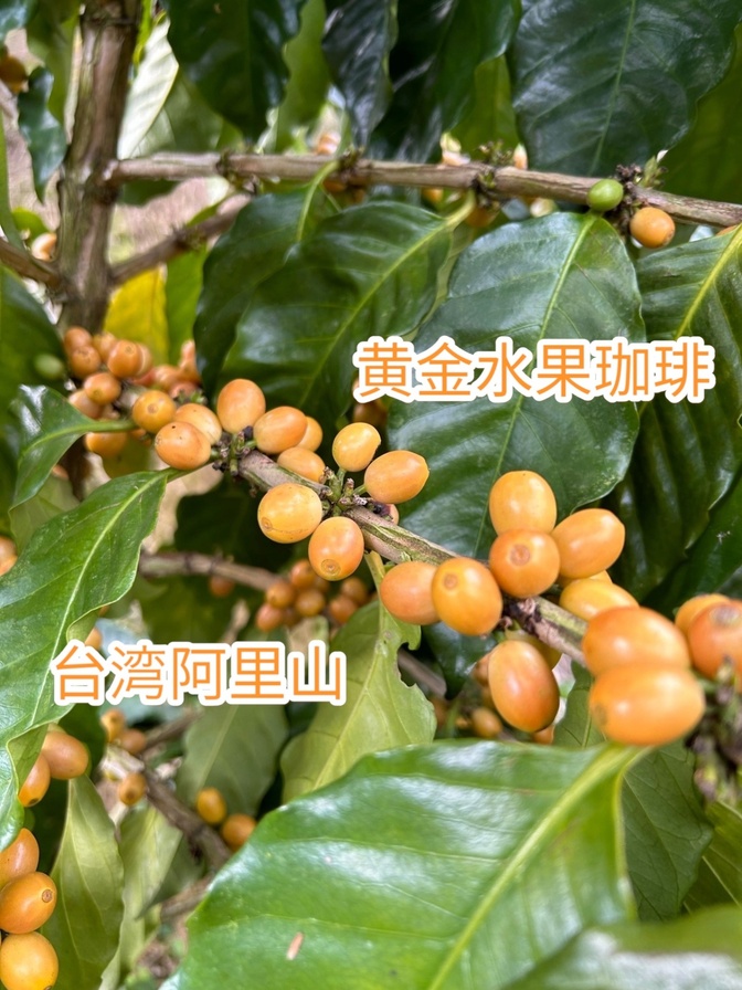 台湾阿里山ゴールデンフルーツコーヒー 自家焙煎珈琲豆|105g